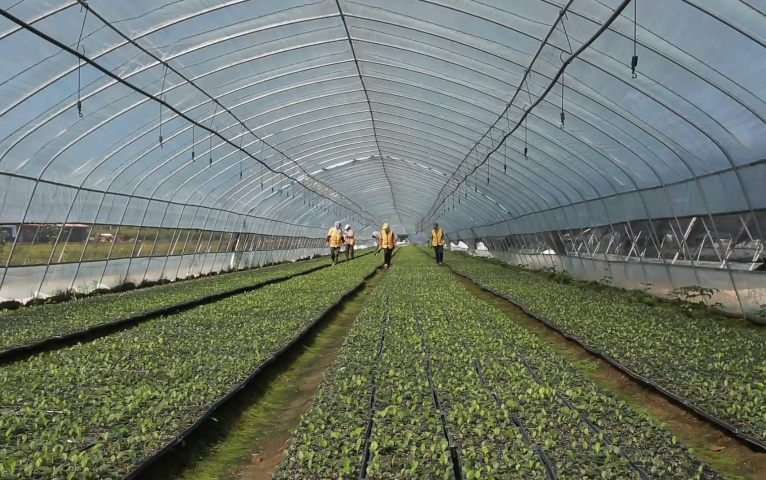 北蒼術(shù)種苗